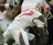 Ronald Jones